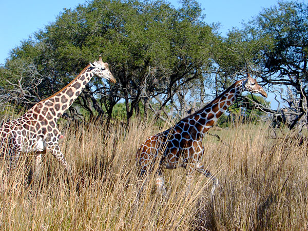 Giraffes spotted on Kilimanjaro Safaris (182.32 KB)