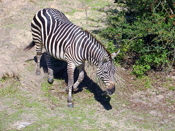 A zebra as seen on Kilimanjaro Safaris (183.86 KB)