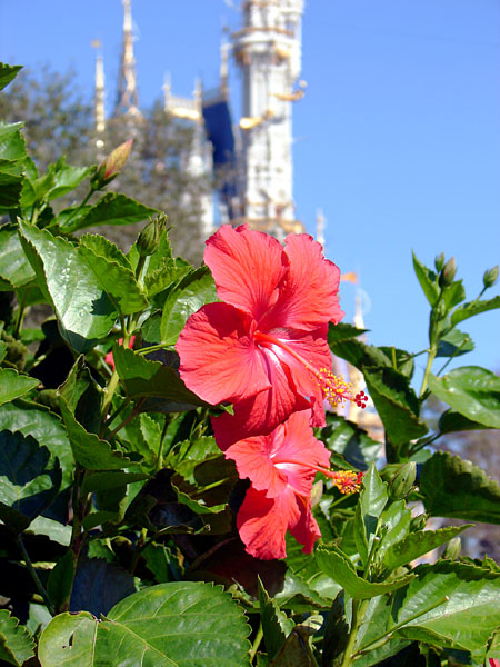 Beautiful picture at The Magic Kingdom (111.56 KB)