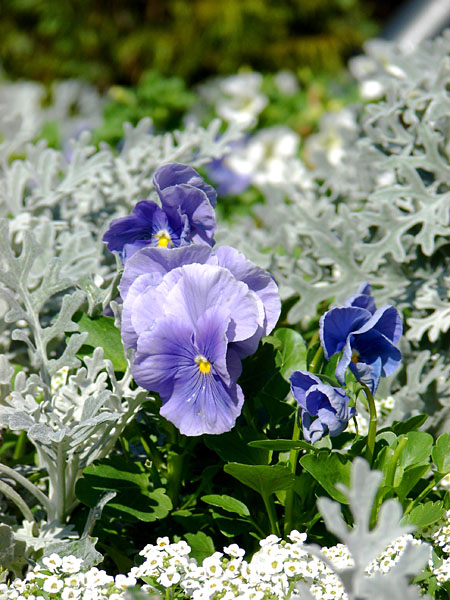 A pretty little purple flower with a yellow center (114.87 KB)