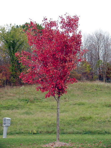 Nice, bright, red, and young tree (129.44 KB)