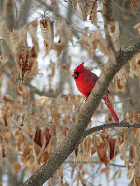 Wintry scene with a cardinal (90.99 KB)