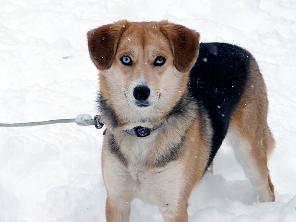 Lily out enjoying our new snow (63.69 KB)