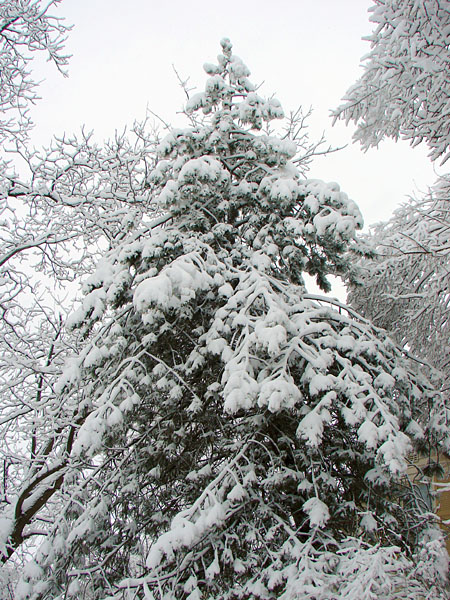 A pine tree completely covered with snow (161.31 KB)