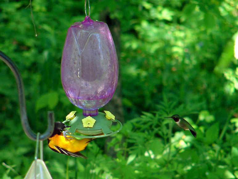 This humming bird wasn't intimidated by the oriole (203.07 KB)