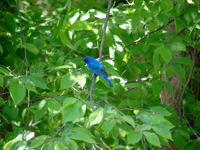 An Indigo Bunting (257.16 KB)