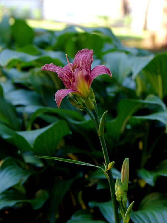 Here's a modest bloom on a very recently-planted daylily (157.71 KB)