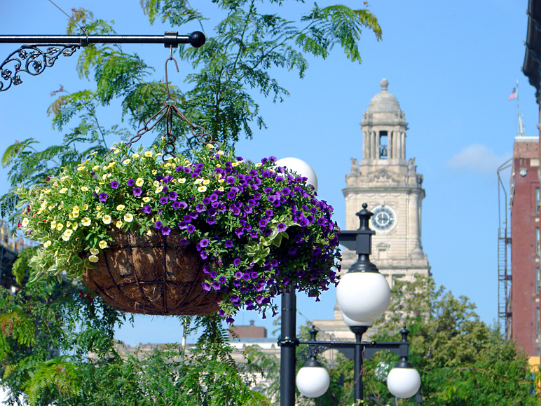 Pretty hanging basket along Court Avenue (338.32 KB)