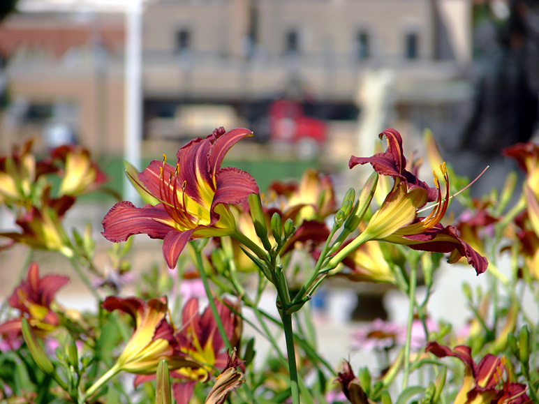 Pretty flowers on the capitol complex (210.59 KB)