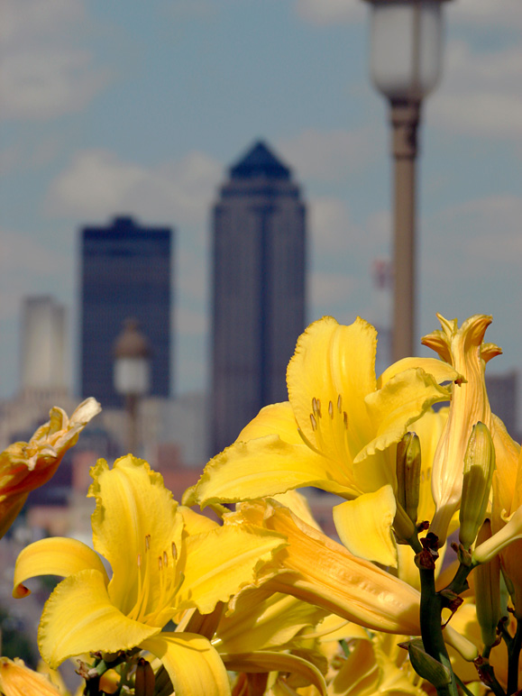 Flowers in the foreground, skyline in the background (165.40 KB)