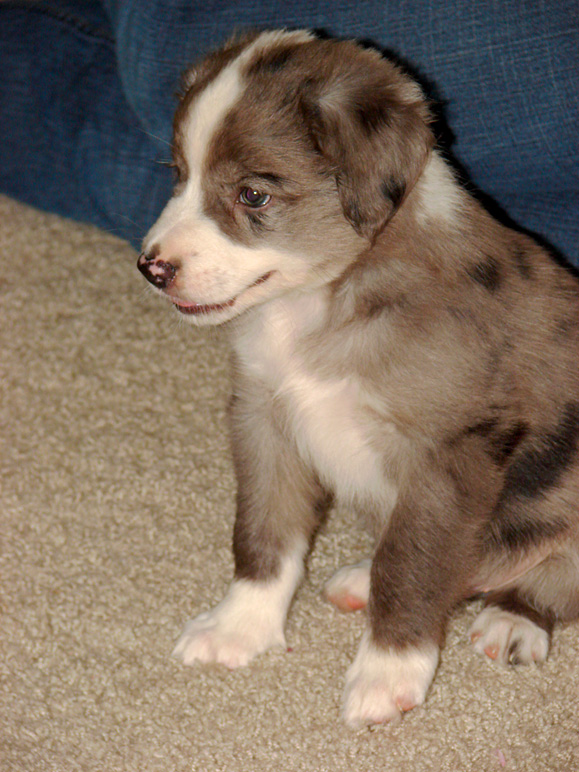 My dad's new pup, Oscar (213.27 KB)