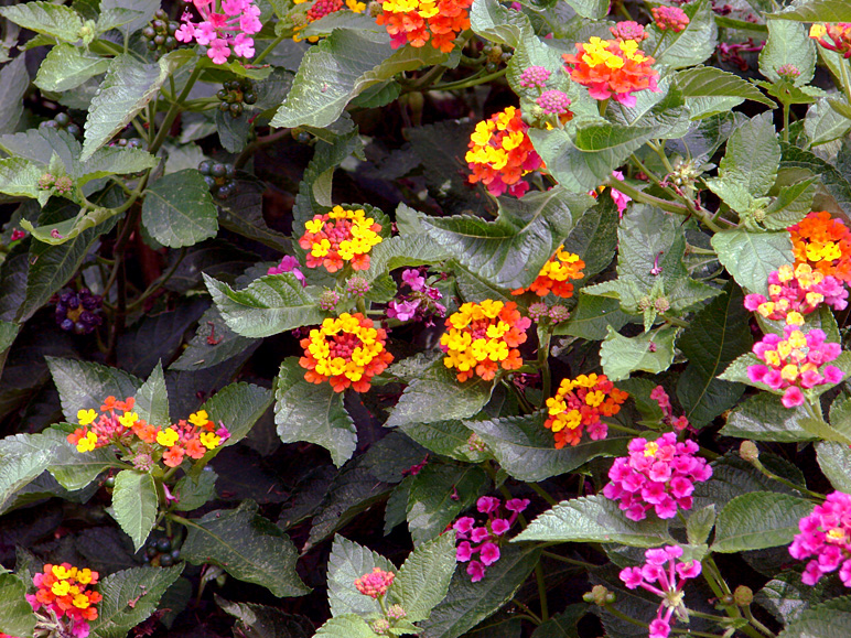 Flowers at Saylorville's butterfly garden (362.50 KB)