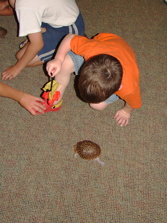 Andrew checking out a turtle in the Visitors' Center (339.03 KB)