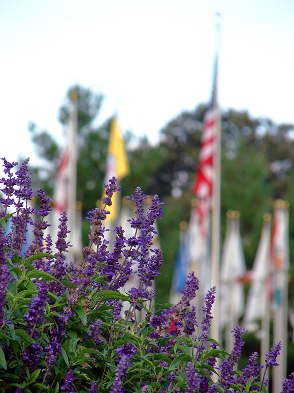 Some lilacs (I think) on the fairgrounds (217.63 KB)