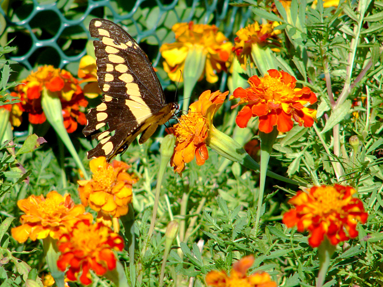 A butterfly on some flowers at my in-laws' (342.27 KB)