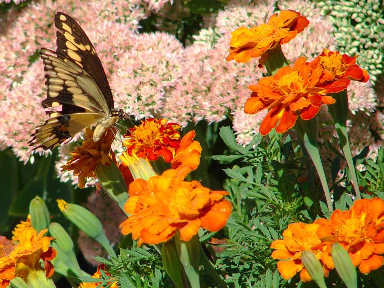 This butterfly seemed to want its picture taken! (325.25 KB)