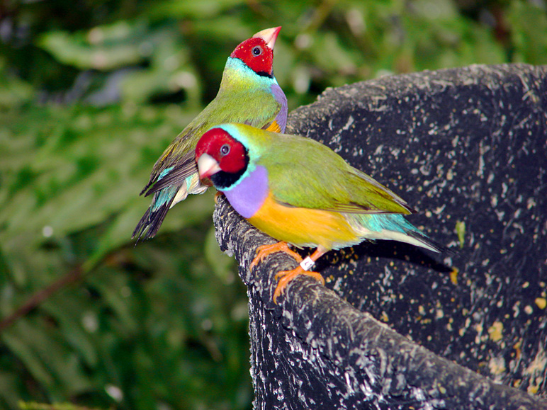 Some birds at Blank Park Zoo (253.40 KB)