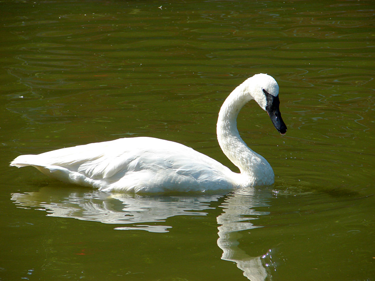 A swan swimming on by (186.98 KB)