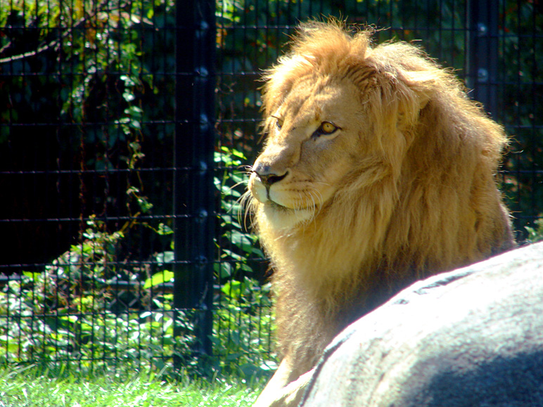 This lion was pretty sleepy (269.49 KB)