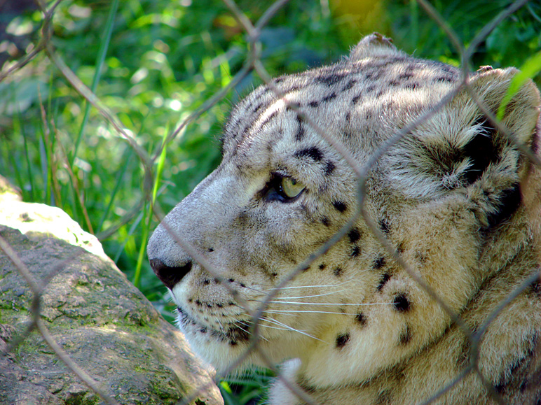 A snow leopard behind a fence (302.49 KB)