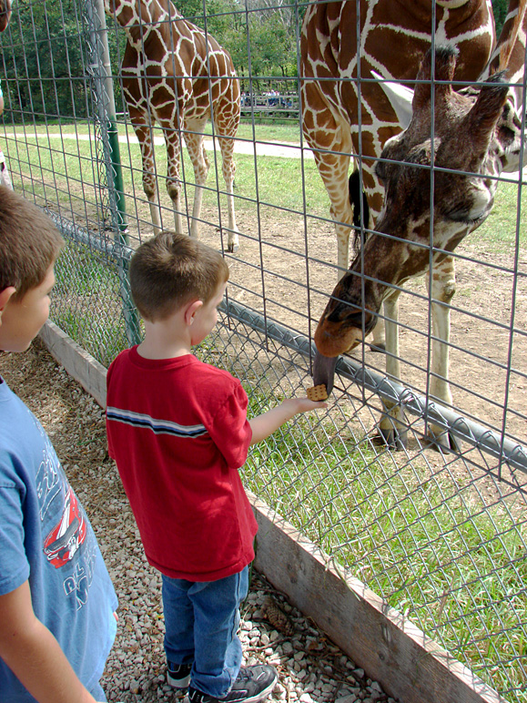 Jacob feeding a giraffe (382.75 KB)