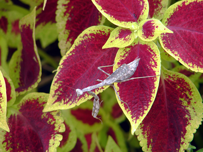 A praying mantis at the zoo (250.96 KB)