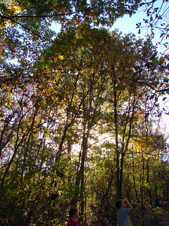 Some interesting light pierces through the leaves and trees (551.28 KB)