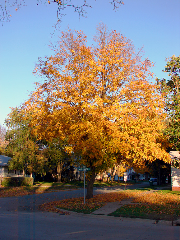 Some nice fall foliage in Adel (370.24 KB)