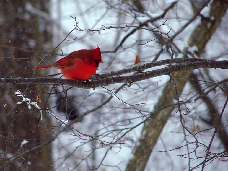 Picture of a cardinal (263.61 KB)