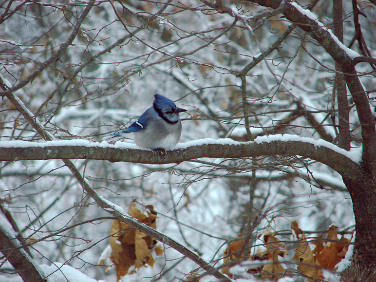 Picture of a blue jay (318.23 KB)