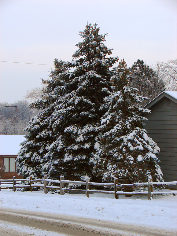 Pine trees covered in snow (282.87 KB)