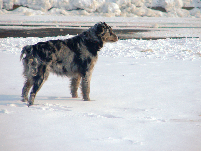 Mia standing in the snow (194.37 KB)