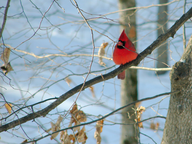 This cardinal posed very well for me. (211.30 KB)