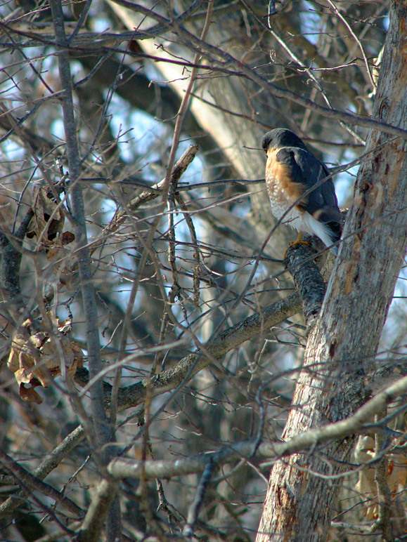 I believe this is a hawk; I found it in a tree behind my in-laws' (322.79 KB)