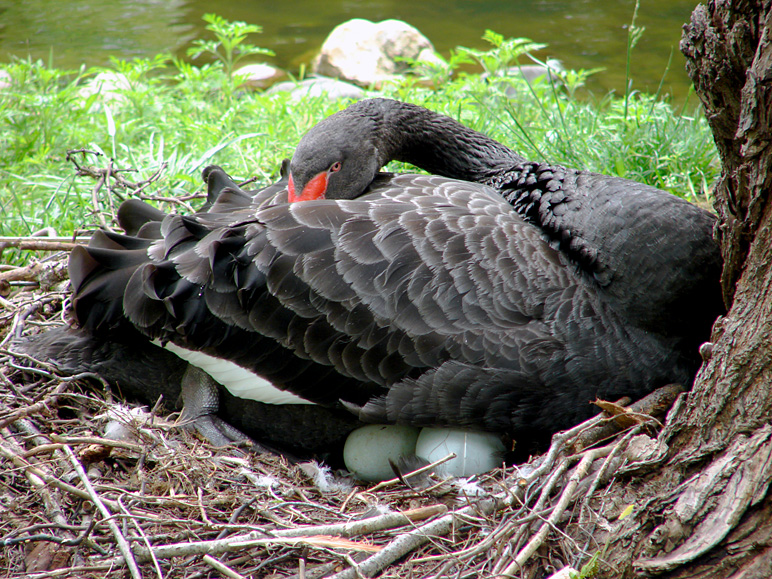 A black swan and some eggs (357.43 KB)