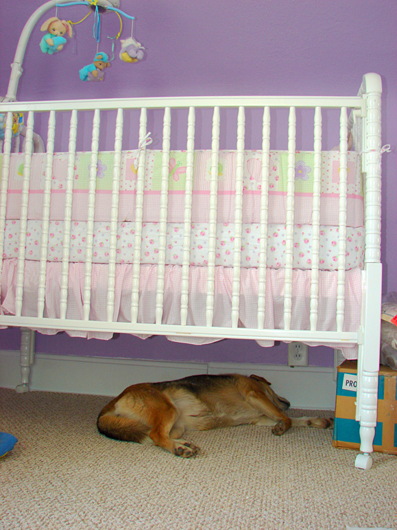 Lily sleeping under the crib (244.88 KB)