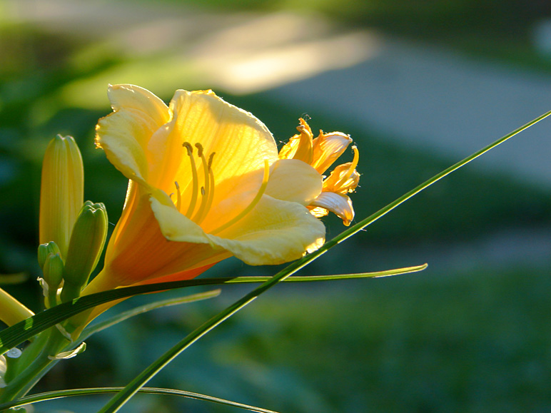 One of our flowers (thanks, Grandma!) (172.18 KB)