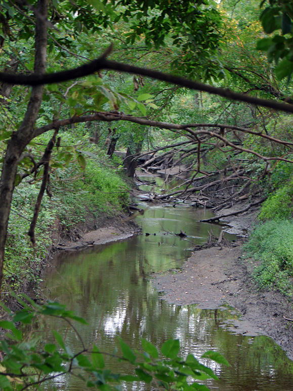 Little Creek Behind Ikes (318.60 KB)