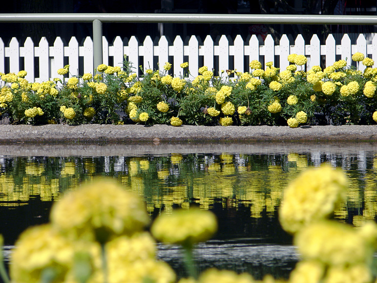 Some flowers at Adventureland (286.61 KB)