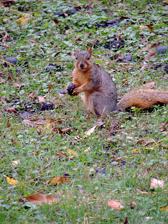 A squirrel and his nut (419.91 KB)