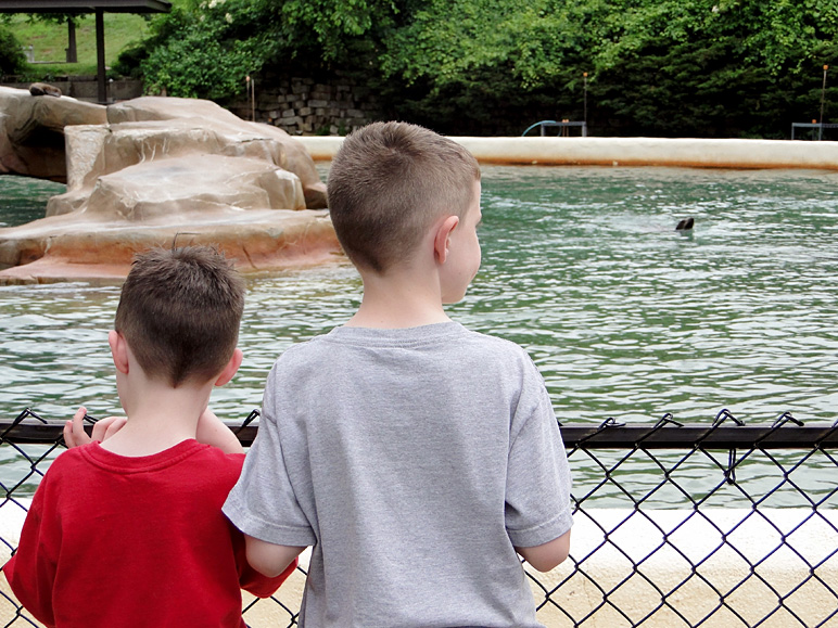 The boys checking out the otters (269.20 KB)