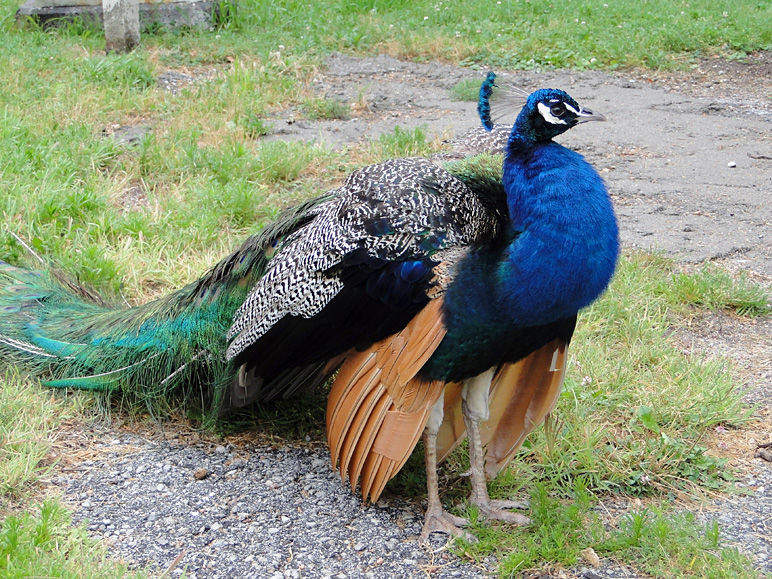 A peacock. (346.62 KB)