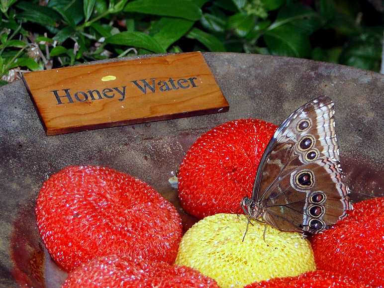 A butterfly enjoying some honey water (324.72 KB)