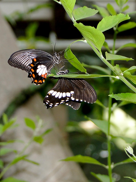 Really cool photo of two butterflies (198.19 KB)