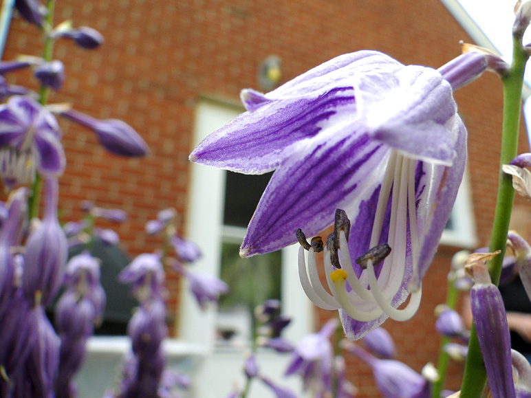 Flower in front of my mom's (193.11 KB)