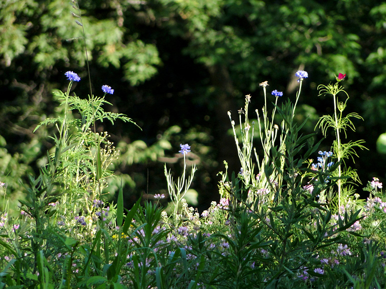 Some little flowers (298.41 KB)