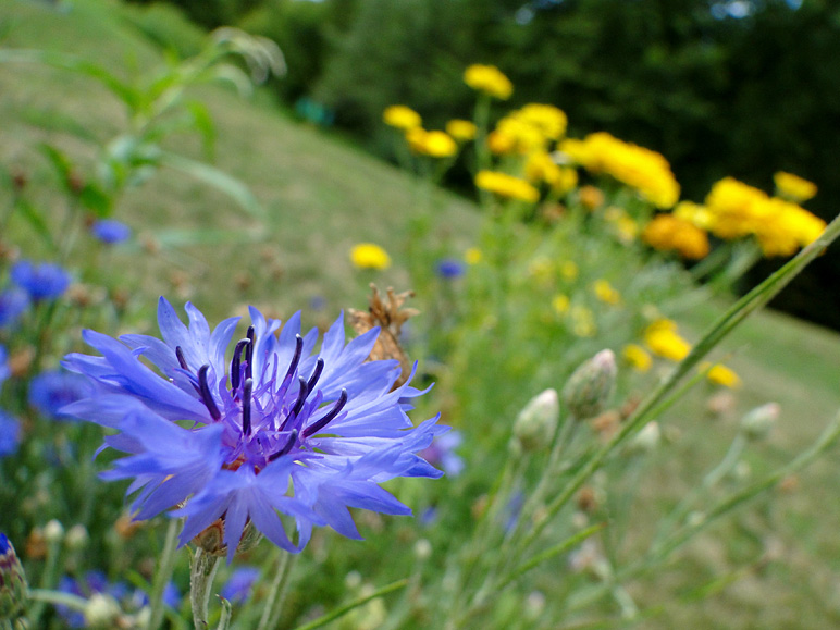 Some flowers in front of my in-laws' (183.90 KB)