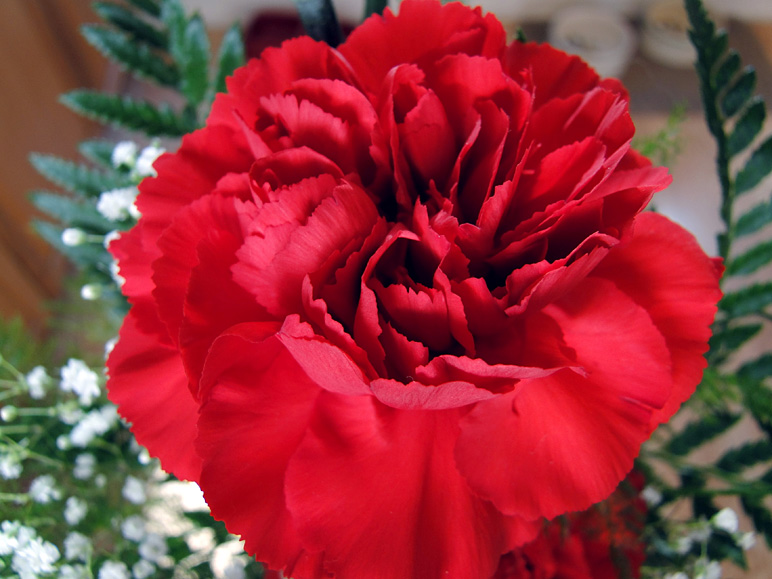 A carnation I bought for Anna from Nashville (175.54 KB)