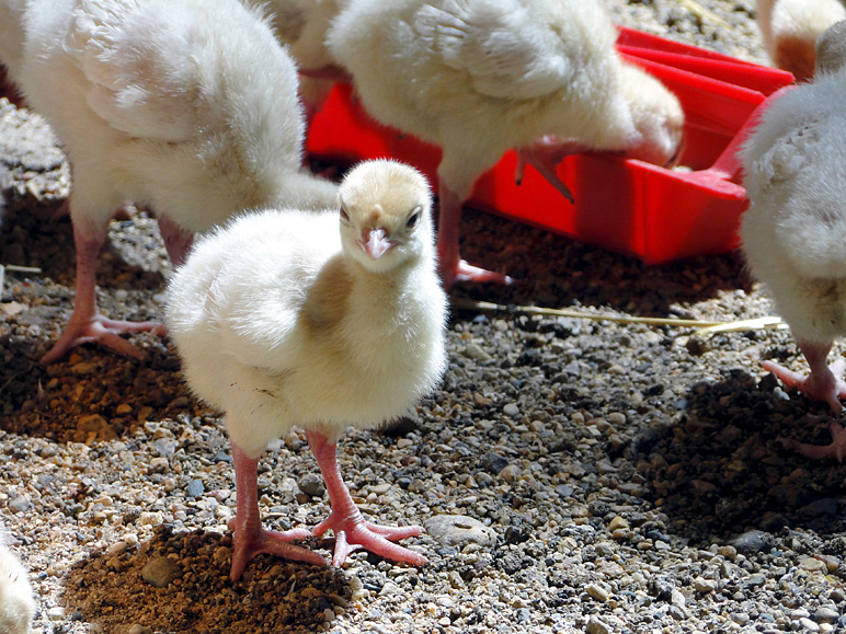 A baby chick (awww) (285.46 KB)