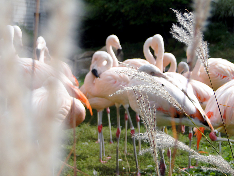 Artsy photo of flamingos (193.73 KB)